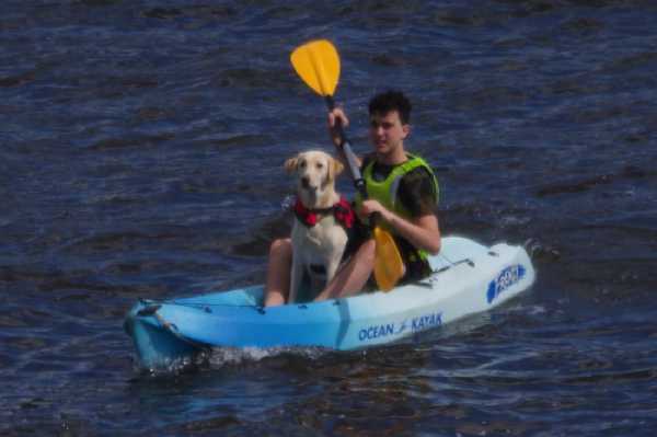 29 August 2020 - 12-07-31
A compact kayak and kayaker with a very calm companion. And not one mention of a doggie paddle.
-----------------------
Kayaker and dog